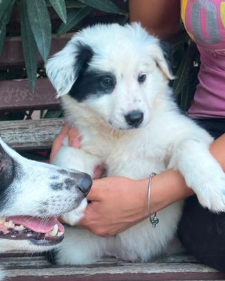 Cuccioli border collie