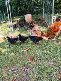 Incroci Marans e gallo Brahma Bianco Columbia