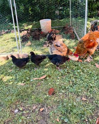 Incroci Marans e gallo Brahma Bianco Columbia