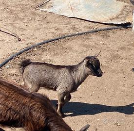 Capretto Tibetano