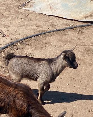 Capretto Tibetano