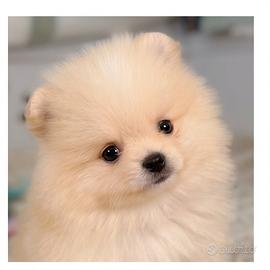 Pomerania Toy da Allevamento Professionale