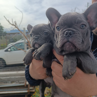 Bulldog francese total blu