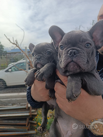 Bulldog francese total blu