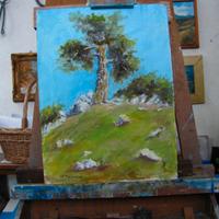 Quadro olio 30X40 Pino Loricato
