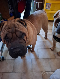 Sharpei maschio