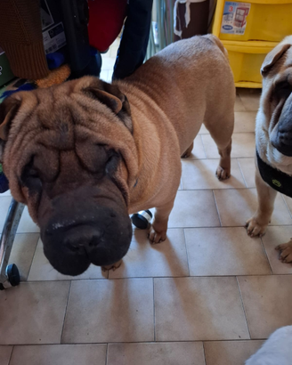 Sharpei maschio
