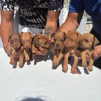 Cuccioli di Pincher