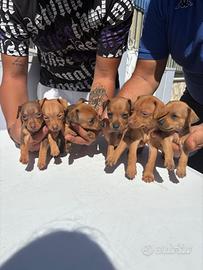 Cuccioli di Pincher
