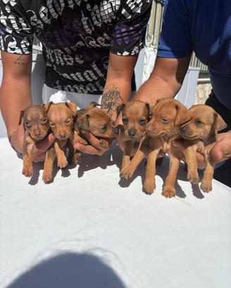Cuccioli di Pincher