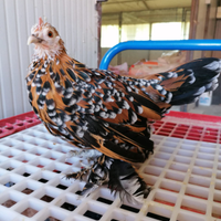 Galline nana calzata sabelpoot