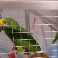 Amazzone fronte gialla maschio da produzione