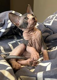 Sphynx