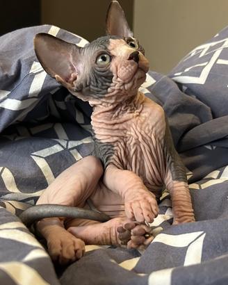Sphynx