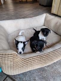 Vendita chihuahua