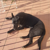Cane maschio