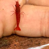 Neocaridina davidi Cherry red allevate in laghetto