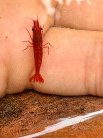 Neocaridina davidi Cherry red allevate in laghetto