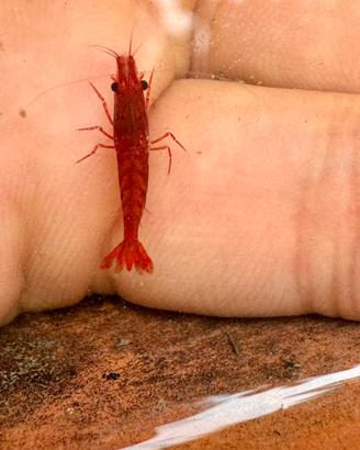 Neocaridina davidi Cherry red allevate in laghetto