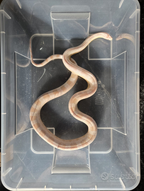 Serpente del grano/guttate snow