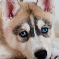 Cucciole Siberian Husky con Pedigree ENCI