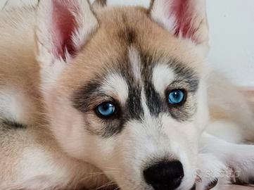 Cucciole Siberian Husky con Pedigree ENCI
