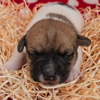 Jack Russell Terrier