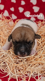 Jack Russell Terrier