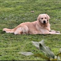 Golden Retriever disponibile accoppiamento monta