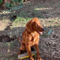 Setter irlandese con pedigree