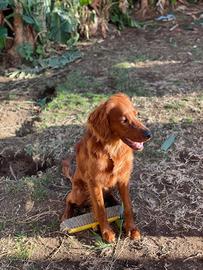 Setter irlandese con pedigree