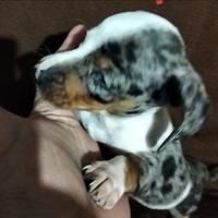Cucciolo di bassotto