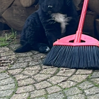 Cucciolo pastore dell Asia centrale