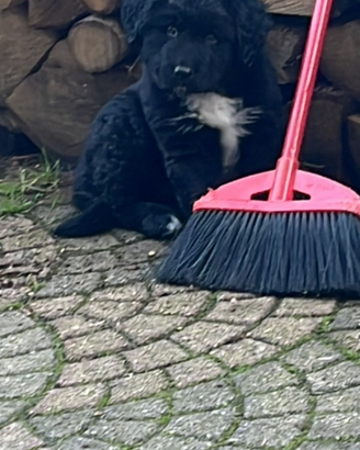 Cucciolo pastore dell Asia centrale