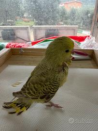 Cocorite inglesi allevate a mano