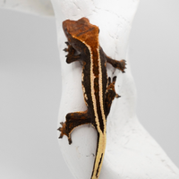 Superstripe tricolor