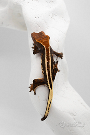 Superstripe tricolor