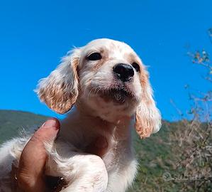 cuccioli setter inglese 