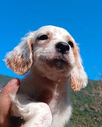 cuccioli setter inglese 