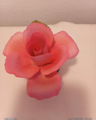 rosa Capodimonte 
