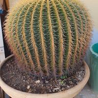 cuscino della suocera