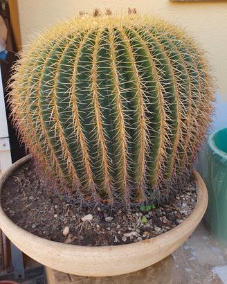 cuscino della suocera