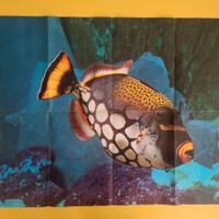 Poster Museo Oceanografico di Monaco 1972