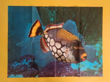 Poster Museo Oceanografico di Monaco 1972