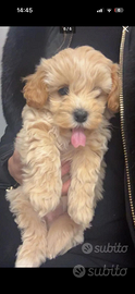 Cuccioli maltipoo