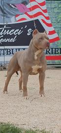 Cucciola American Pitbull Terrier Silver con pedig