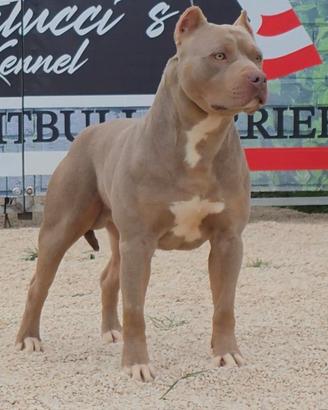 Cucciola American Pitbull Terrier Silver con pedig