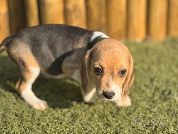 Beagle