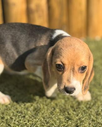 Beagle
