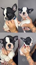 Bulldog francesi